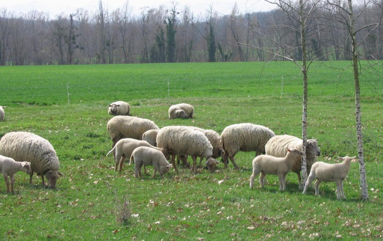 La Ferme Montplaisir Hotell Montesquieu-Volvestre Exteriör bild